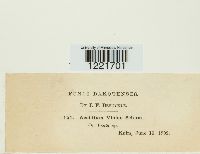 Aecidium violae image