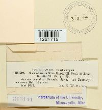 Aecidium xanthoxyli image