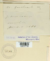 Aecidium xanthoxyli image