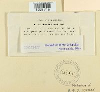 Aecidium xanthoxyli image