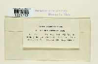 Aecidium xanthoxyli image