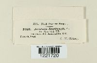 Aecidium xanthoxyli image
