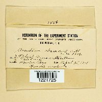 Aecidium albescens image