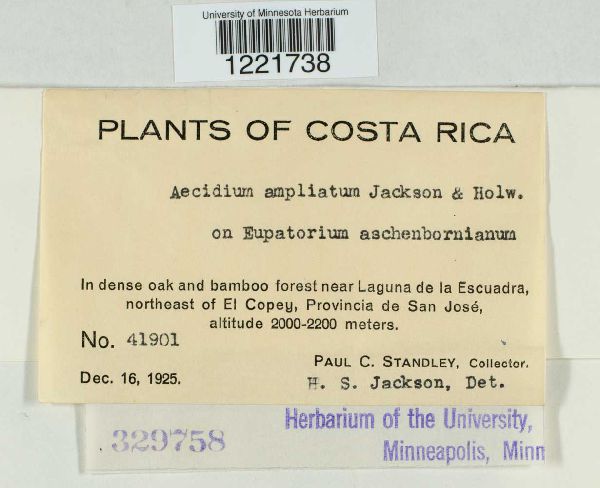 Aecidium ampliatum image