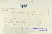 Aecidium ampliatum image