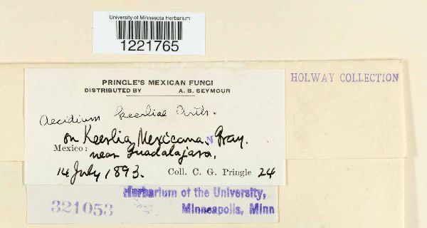 Aecidium keerliae image