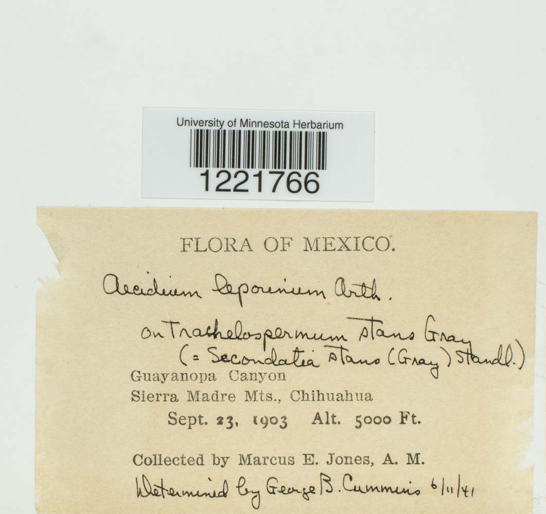 Aecidium leporinum image