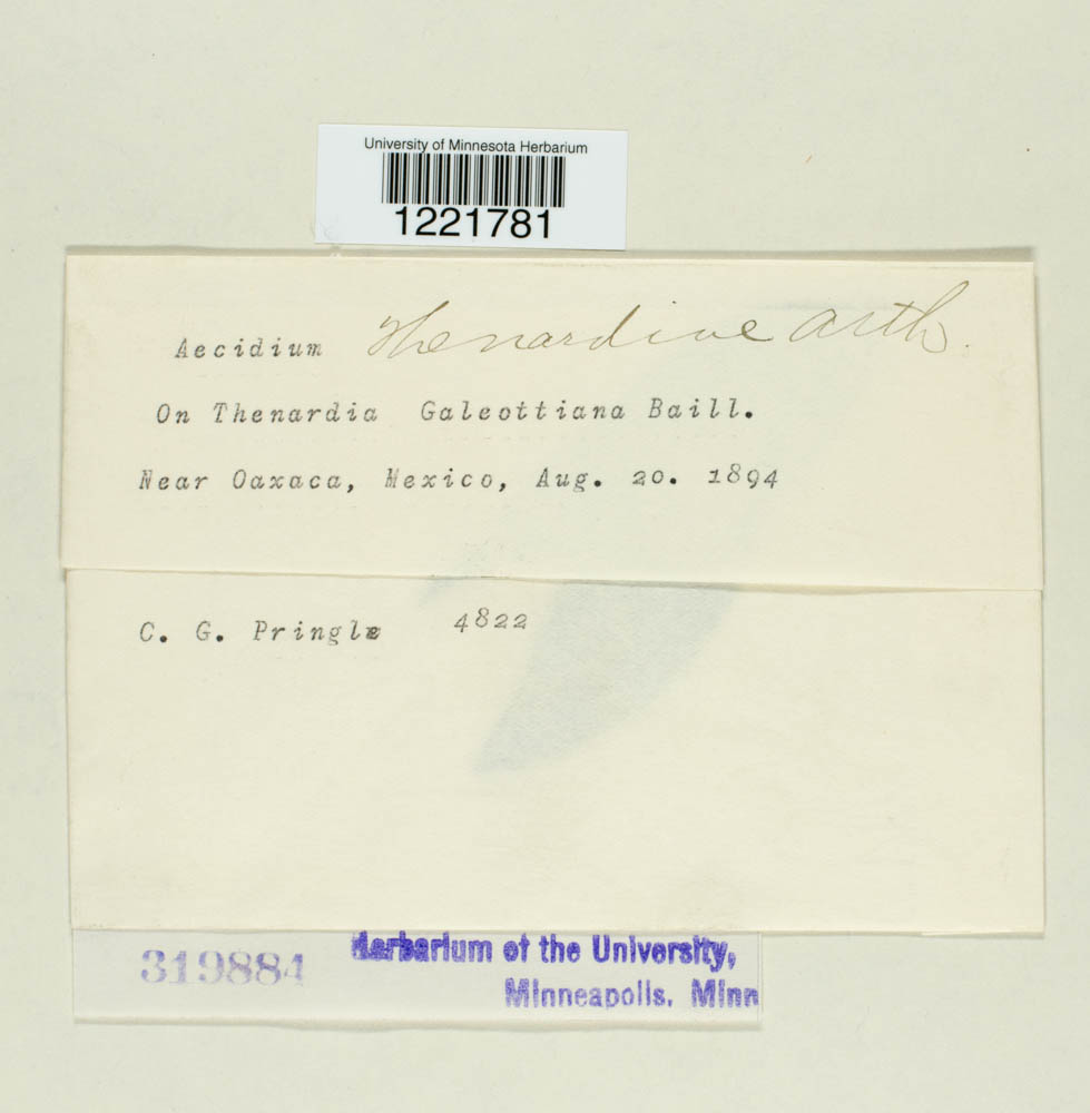 Aecidium thenardiae image