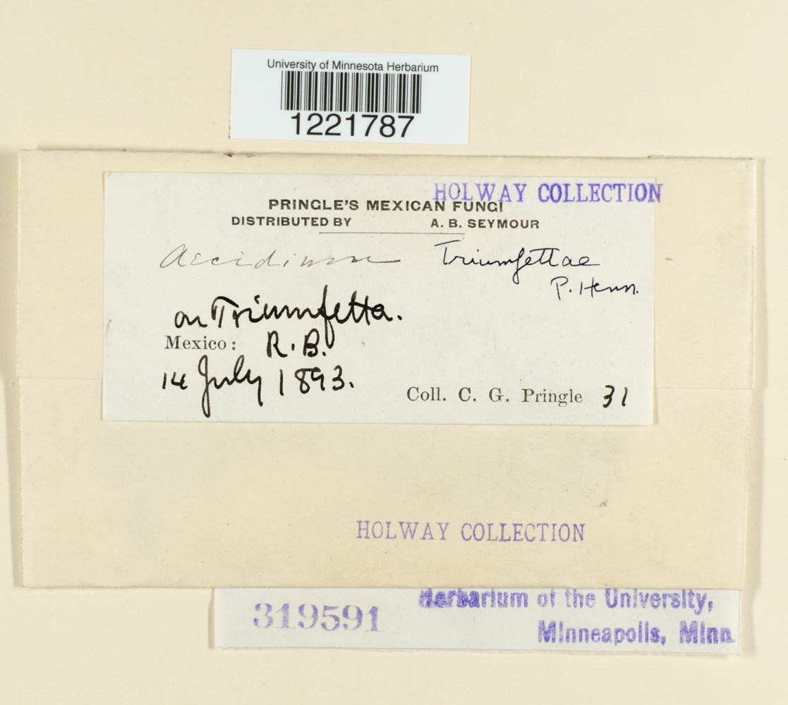 Aecidium triumfettae image