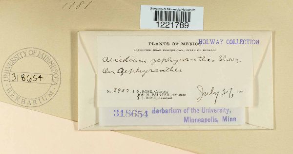 Aecidium zephyranthis image