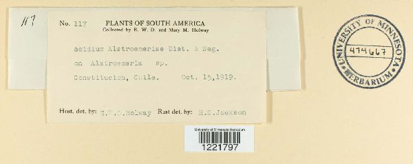 Aecidium alstroemeriae image