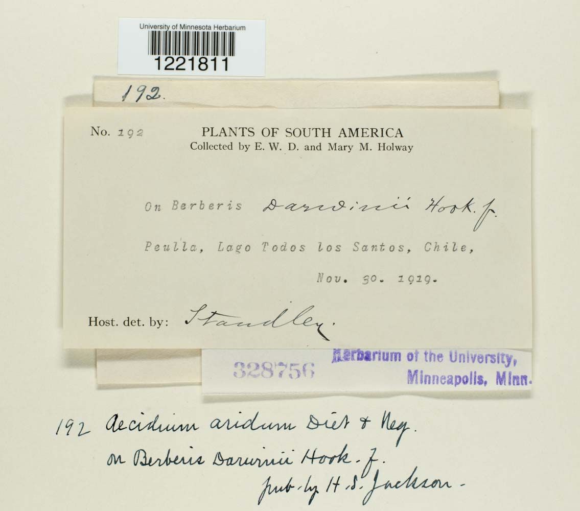 Aecidium aridum image