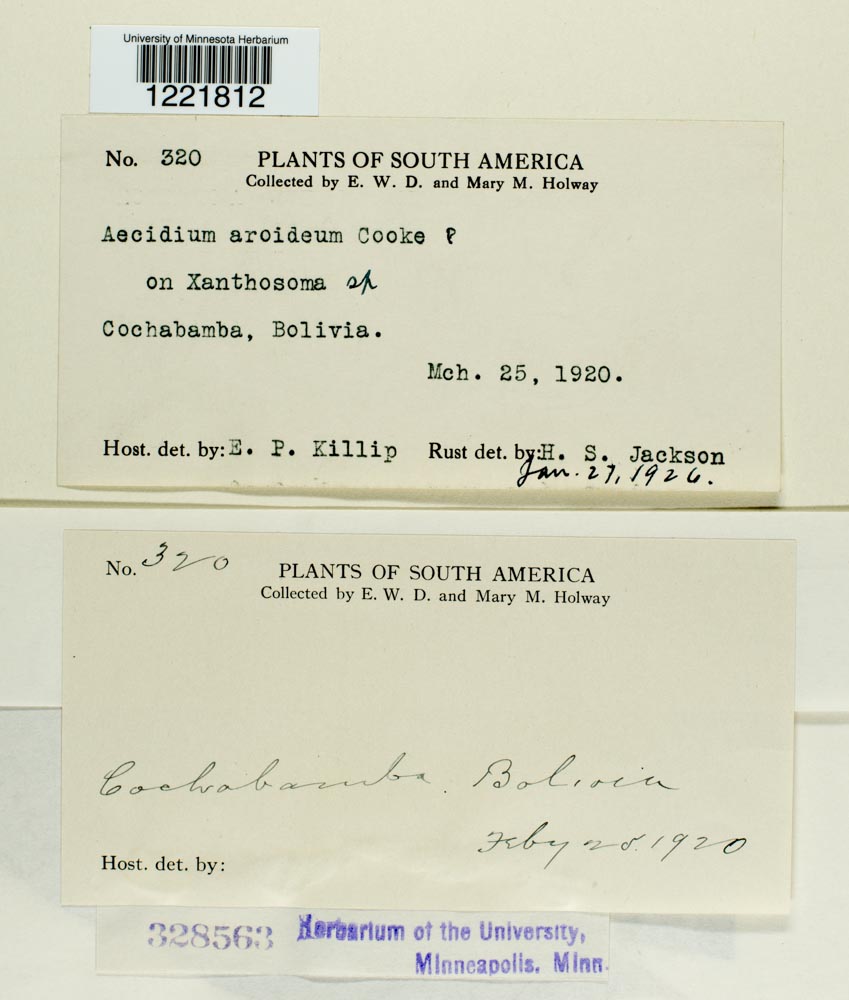 Aecidium aroideum image