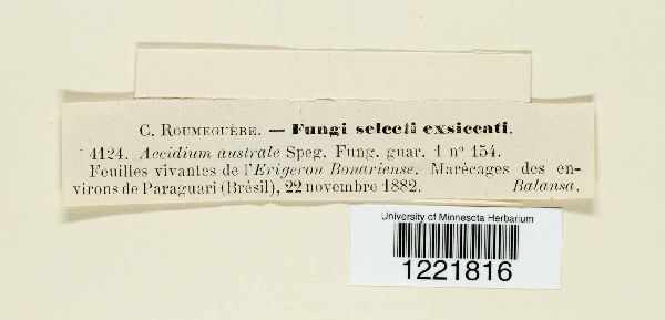 Aecidium australe image