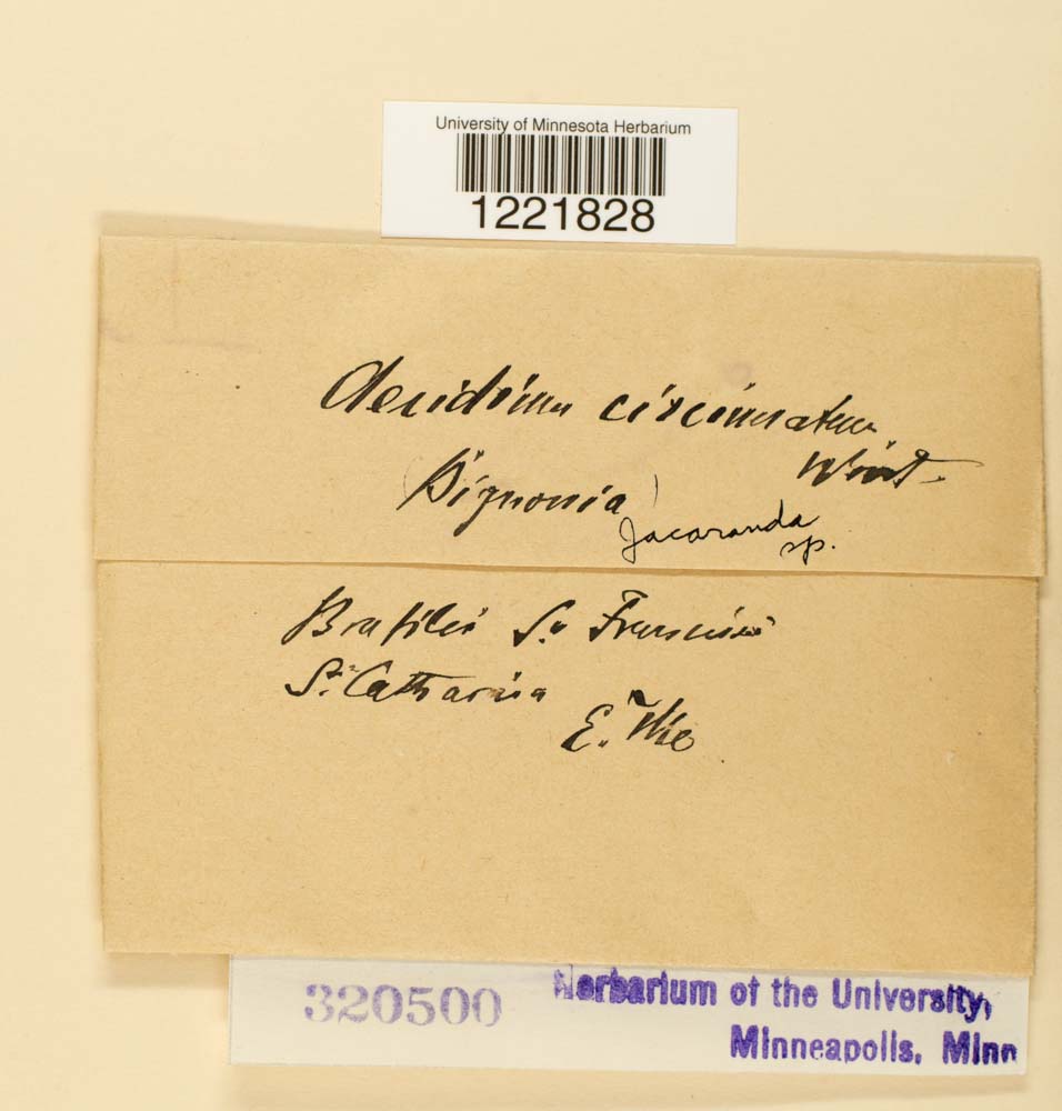 Aecidium circinatum image