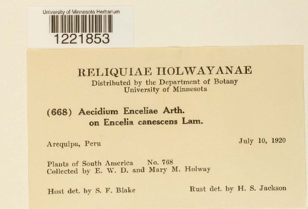 Aecidium enceliae image