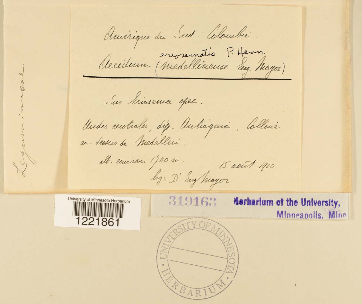 Aecidium eriosematis image