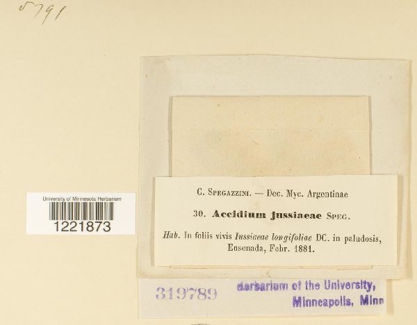 Aecidium jussieae image