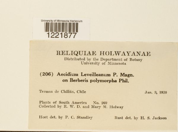 Aecidium leveilleanum image