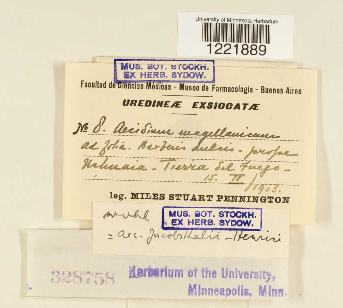 Aecidium magellanicum image