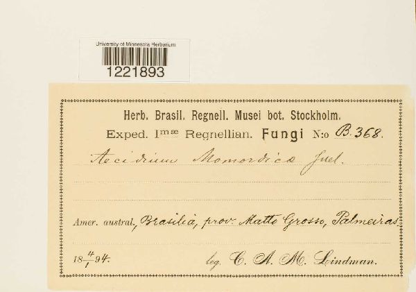 Aecidium momordicae image