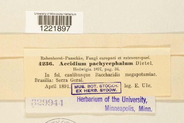 Aecidium pachycephalum image