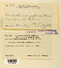 Image Associated With the Occurrence