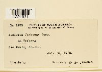 Aecidium verbenae image