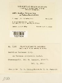 Aecidium verbenae image