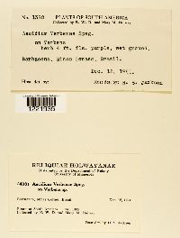 Aecidium verbenae image