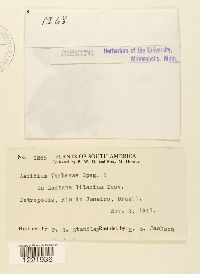 Aecidium verbenae image