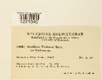 Aecidium verbenae image