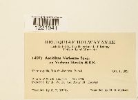 Aecidium verbenae image