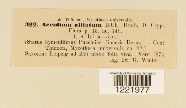 Aecidium alliatum image