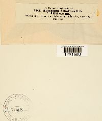 Aecidium alliatum image