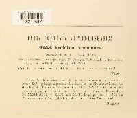 Aecidium anemones image