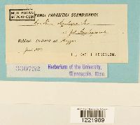 Aecidium aquilegiae image