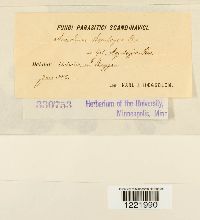 Aecidium aquilegiae image