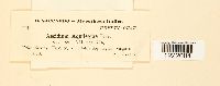 Aecidium aquilegiae image