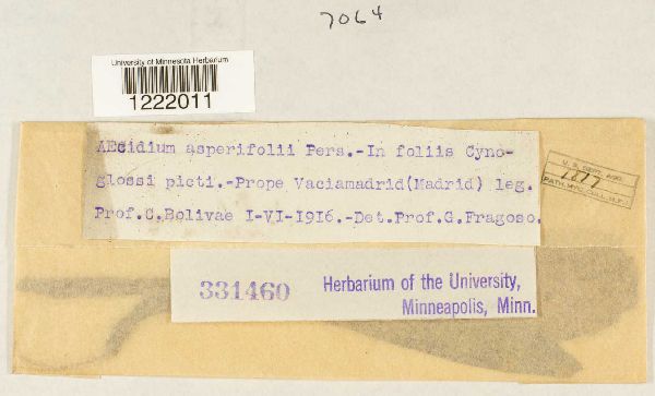 Aecidium asperifolii image