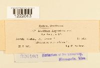 Aecidium asperifolii image