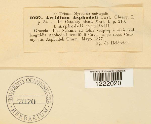 Aecidium asphodeli image