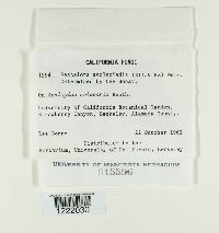 Media resource of Passalora asclepiadis