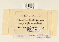 Thumbnail image of current specimen