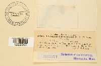 Aecidium chenopodii-fruticosi image