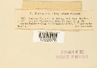 Aecidium circaeae image