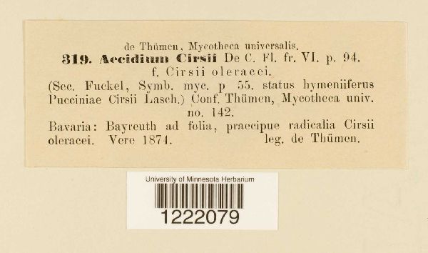 Aecidium cirsii image