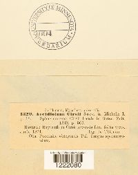 Aecidium cirsii image