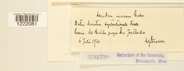 Aecidium circinans image