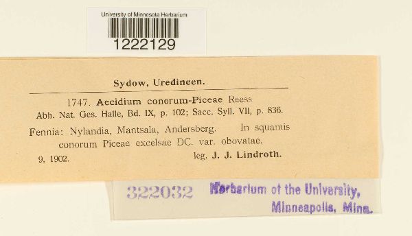 Aecidium conorum-piceae image